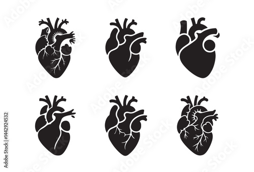 Human Heart Vector. Detailed Anatomical Drawing for Medical and Educational Design.