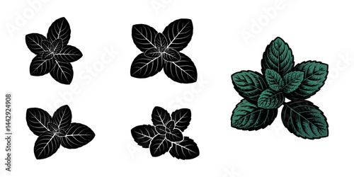 Mint. Icon set. leaves on white background. Vector illustration EPS, Peppermint Green Leaves. Fresh Mint Leaf Set. Medicinal Plants and Spicy Herbs. Vector illustration, mint leaves silhouette vector.