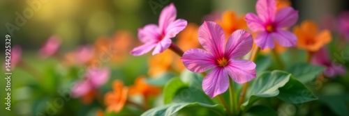 Vibrant lungwort flowers blooming in spring garden closeup, lungwort, garden, nature