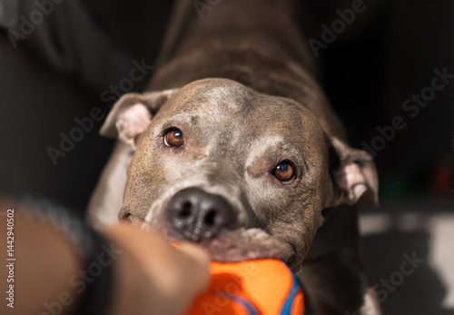 Fotografie American Pit bull Terrier at home