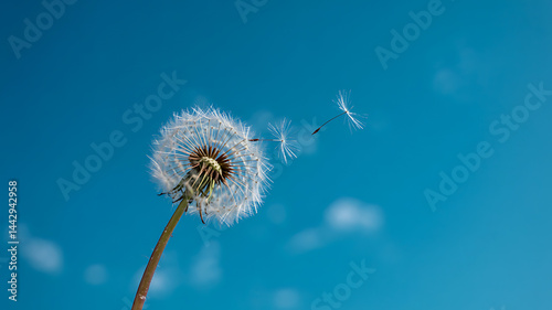 Dandelion seeds floating gently on the breeze a breathtaking summer scene pure freedom