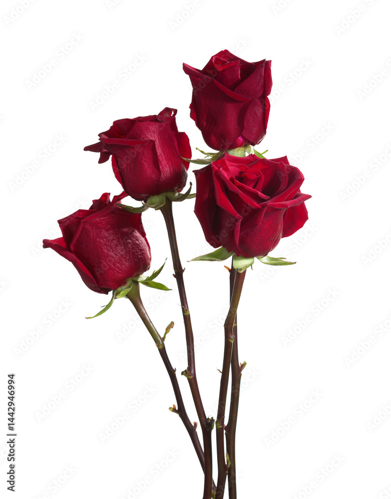 Four dark red Roses isolated on white background.