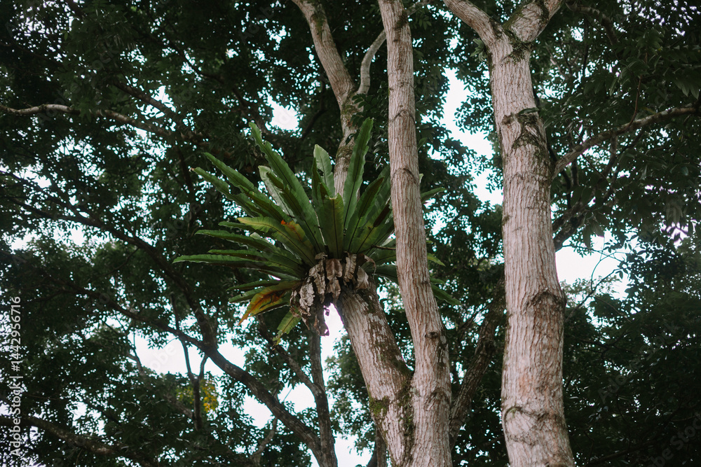 Fototapeta premium Epiphyte Bird's Nest Fern Growing on Tree Branch in Tropical Forest