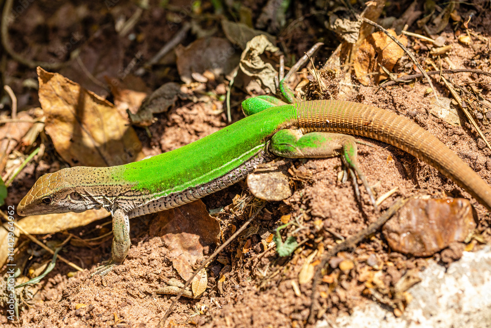 Fototapeta premium Green lizard (Ameiva ameiva) sunbathing.