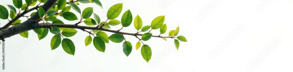 Fototapeta premium Isolated branches of a tree on a white surface, botanical, empty