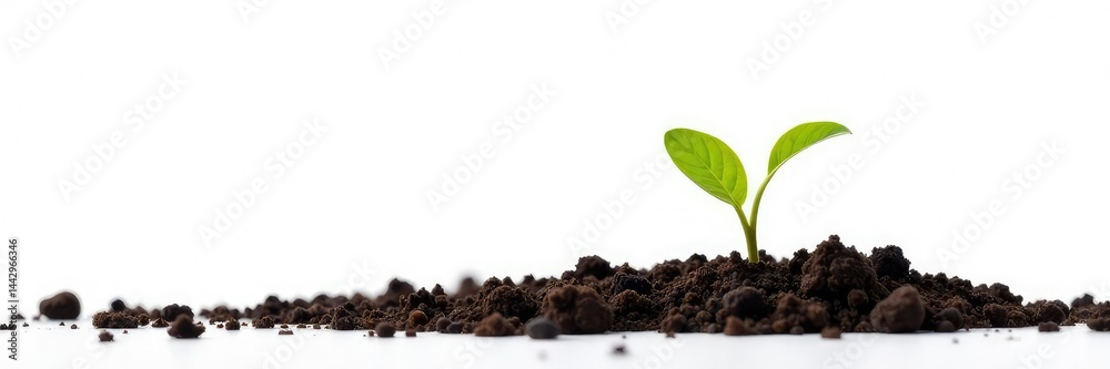 Isolated sprout on a white background emerging from soil, plant life, foliage, isolated Isolated sprout on a white background emerging from soil, plant life, foliage, isolated