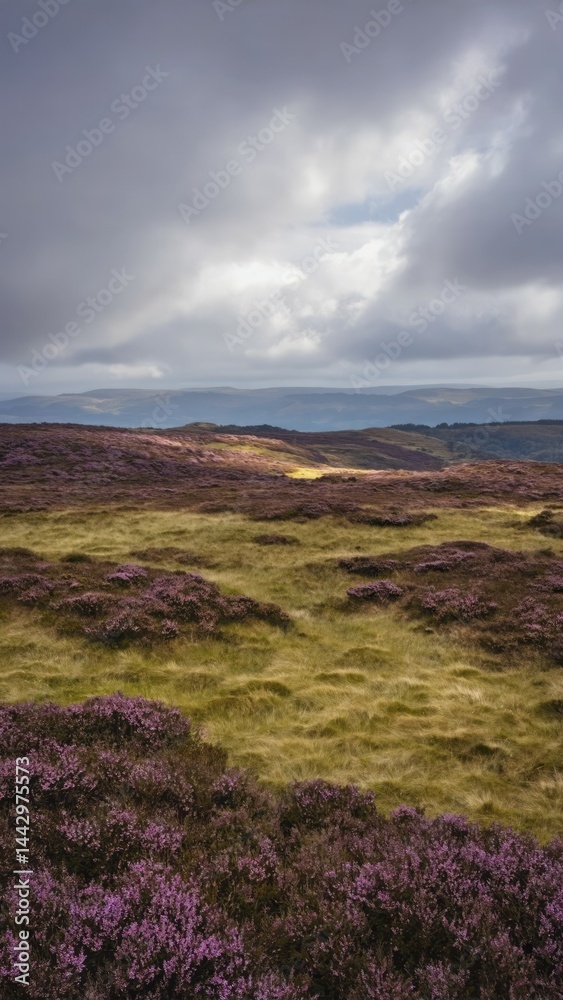 Remote highland moor with patches of heather and low drifting clouds Rugged is Remote highland moor with patches of heather and low drifting clouds Rugged is