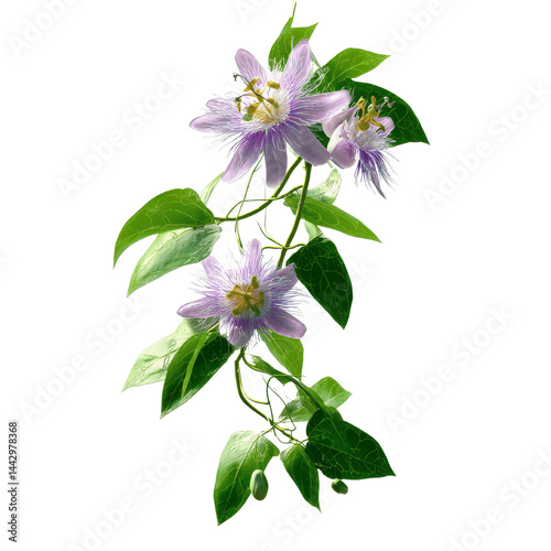 Delicate Passion Flower Vine with Blooming Blossoms on Green Transparent background