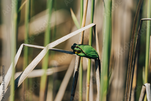 Tiny green tree frog clinging to dry reed in sunny wetland, shallow depth of field. A vibrant green frog perched on a dry reed stalk in a sunlit wetland environment. Close-up, Soft bokeh.