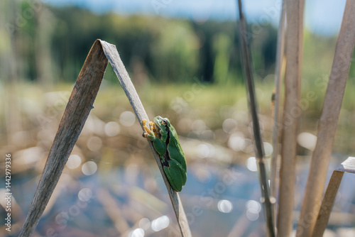 Tiny green tree frog clinging to dry reed in sunny wetland, shallow depth of field. A vibrant green frog perched on a dry reed stalk in a sunlit wetland environment. Close-up, Soft bokeh.