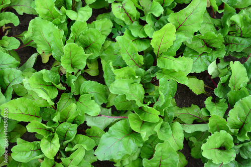 Wallpaper Mural Close-up of Lush Beet Greens in a Garden Torontodigital.ca