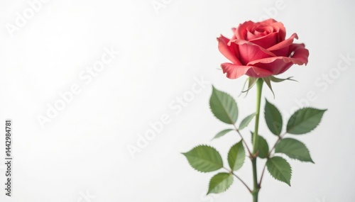 Single rose in isolation against pure white space, flowers, roses, flower arrangement