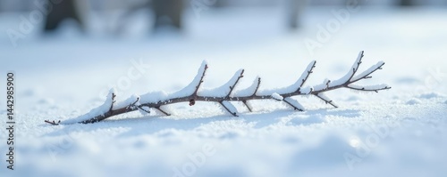Single silver birch branch on snowy white surface, isolated, frosty
