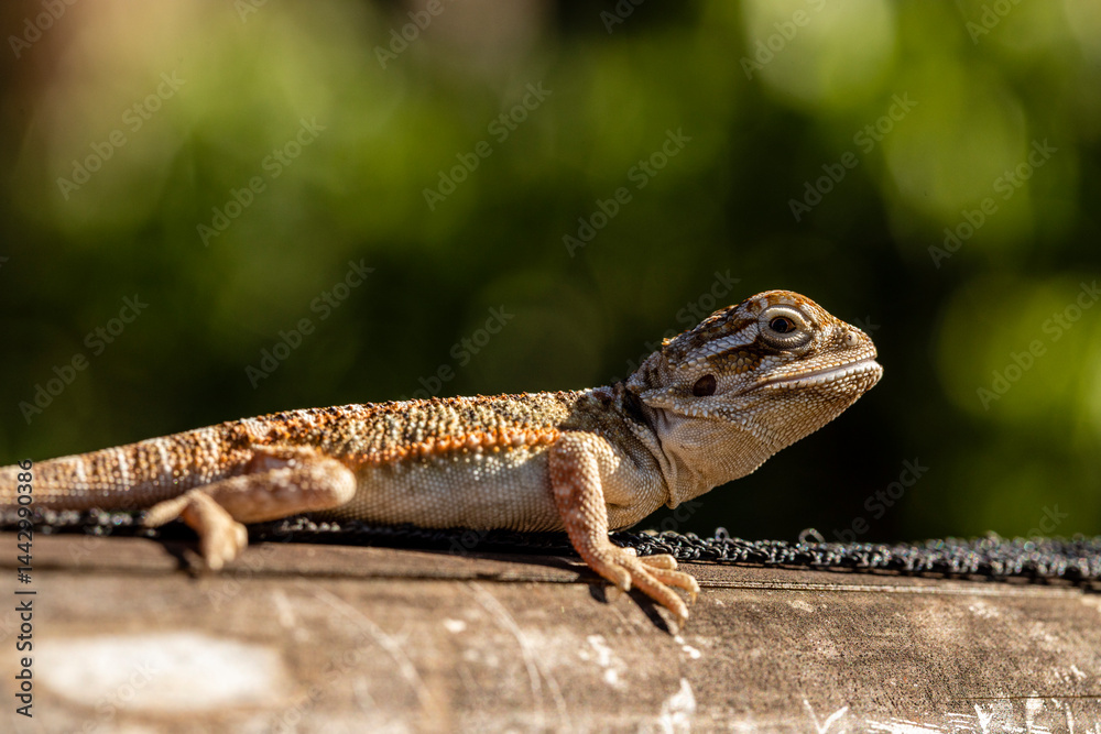Naklejka premium Close up on pogona sunbathing, beautiful animal