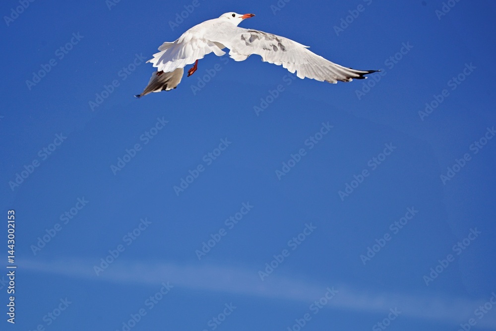 Fototapeta premium Möwe im Flug