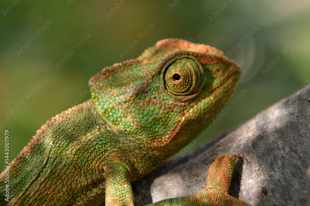 Obraz premium Chamäleon im Garten