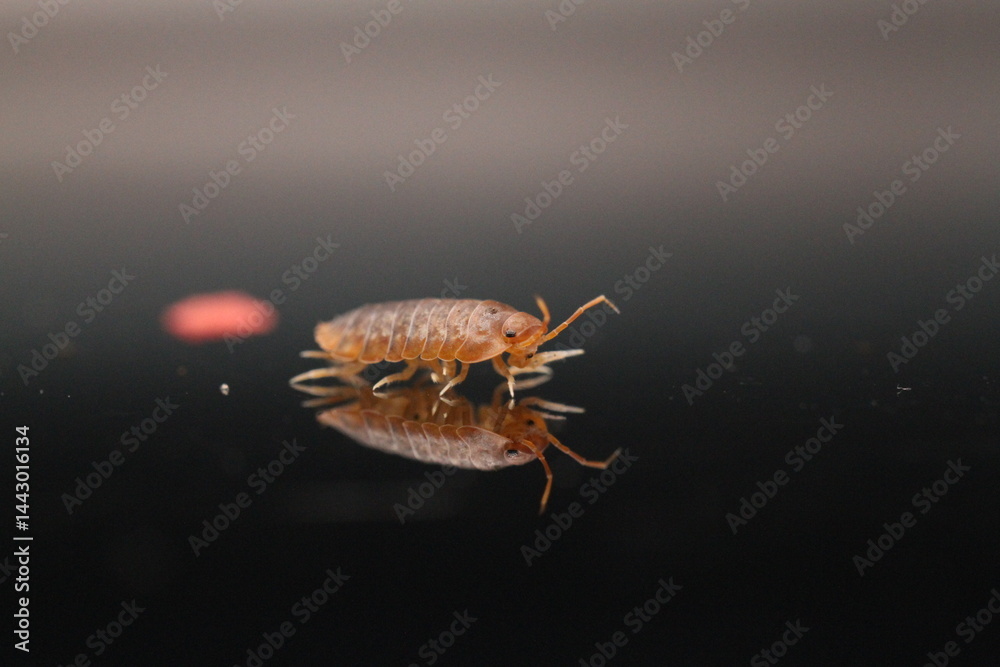 Naklejka premium isopods woodlouse pill bugs merulanella sp vietnam