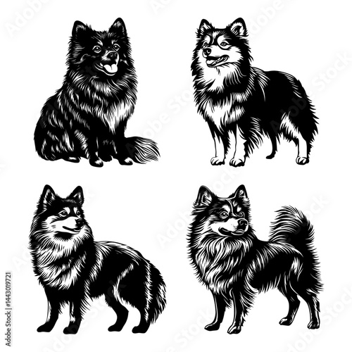 Finnish Lapphund dog portraits – fluffy Nordic spitz breed in bold black and white vector illustration style
