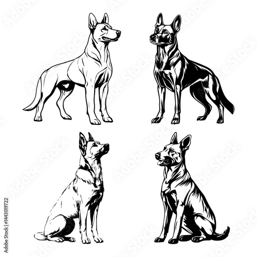 Belgian Malinois illustrations in clean black and white vector style – active working dog breed in sitting and standing poses