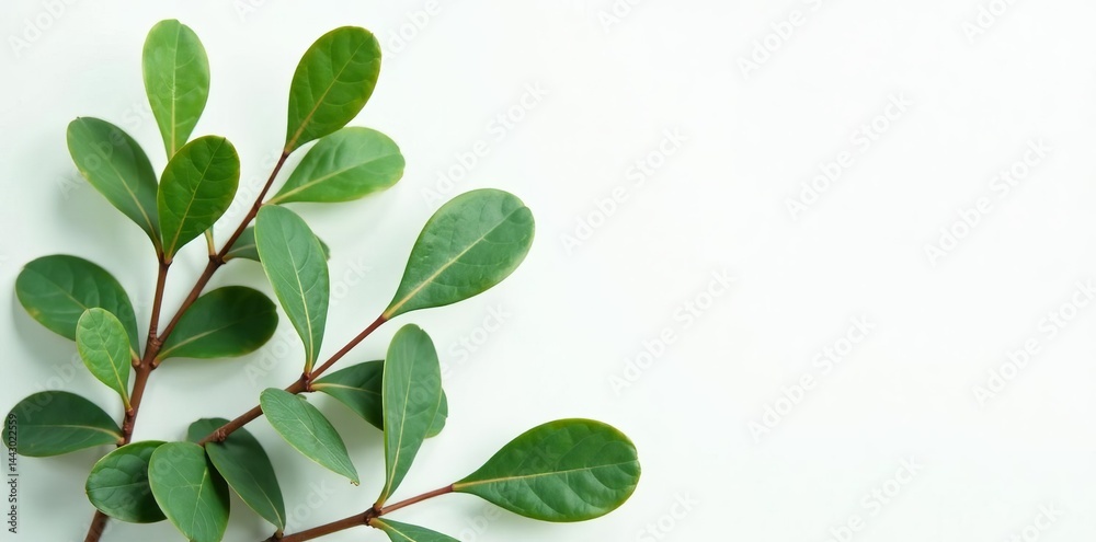 Fresh eucalyptus leaves on a white background, aromatherapy, natural remedy, wellness Fresh eucalyptus leaves on a white background, aromatherapy, natural remedy, wellness