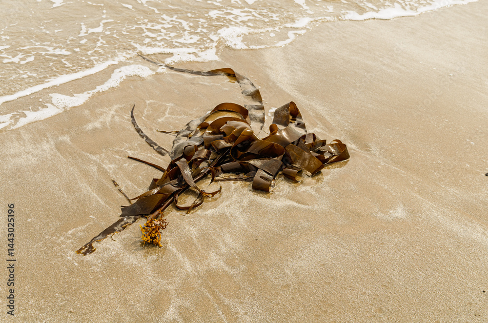 Obraz premium Kelp washed up on ballywalter beach