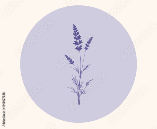 Obraz na płótnie Lavender sprigs on a lilac circle background w salonie