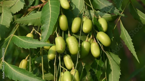 Neem fruit on tree with leaf on nature background. Azadirachta indica, A leaves of neem tree and fruits growing natural medicinal. photo