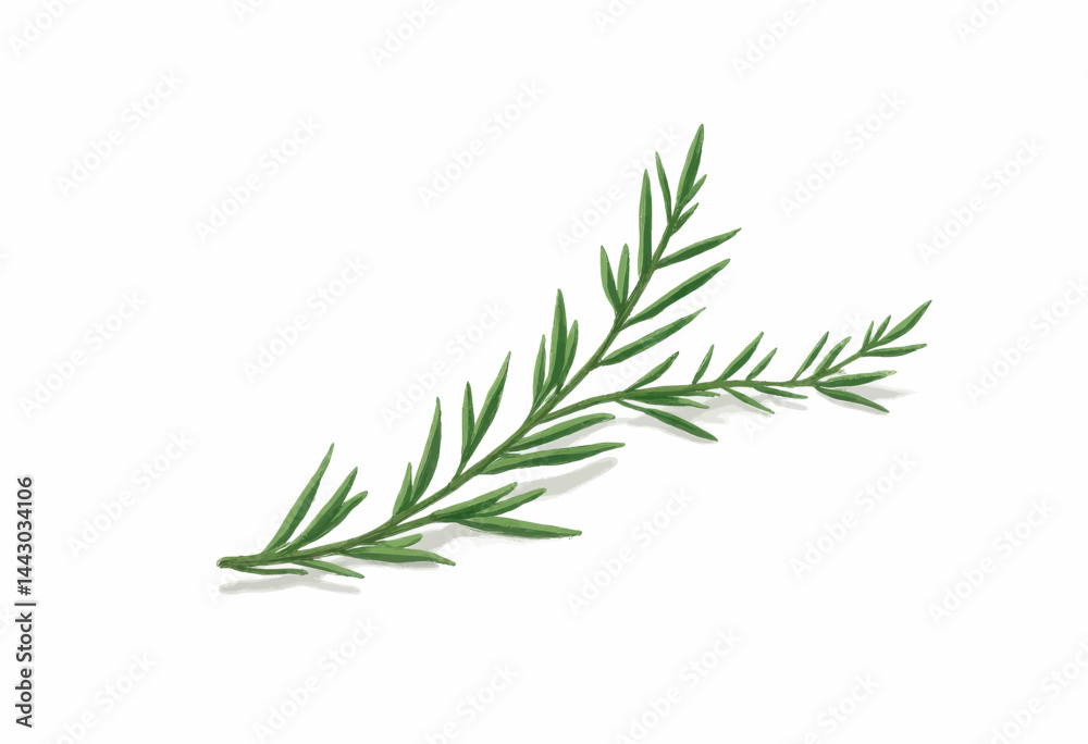 Fresh Rosemary Sprig Isolated on White Background