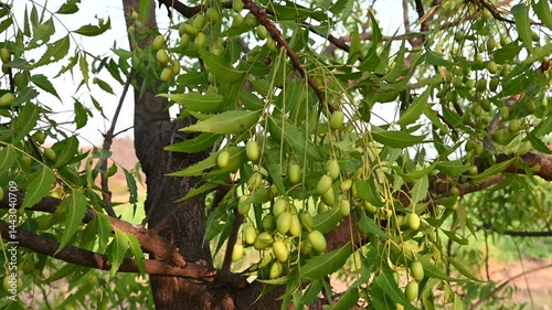Neem fruit on tree with leaf on nature background. Azadirachta indica, A leaves of neem tree and fruits growing natural medicinal. photo