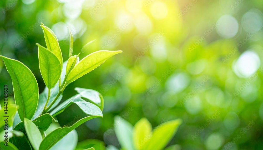fresh green leaves fresh green leaves