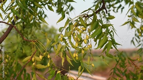 Neem fruit on tree with leaf on nature background. Azadirachta indica, A leaves of neem tree and fruits growing natural medicinal. photo