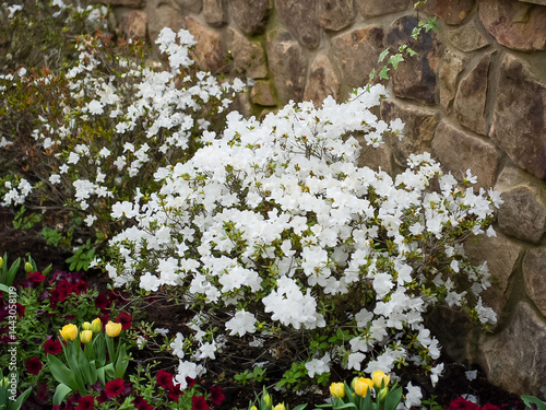 White Azalea Bush in Bloom by Stone Wall
