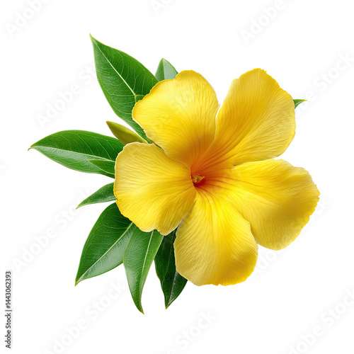 bright yellow bloom, Bright yellow allamanda flower tropical isolated, colorful exotic yellow allamanda flower tropical, vivid fresh yellow allamanda flower tropical.
