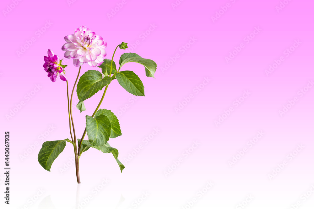 Obraz premium White purple dahlia flower on a gradient pink white background with space for text. Summer floral background for new product, sale, cosmetic, presentation. Happy Mother's Day greeting card, happy