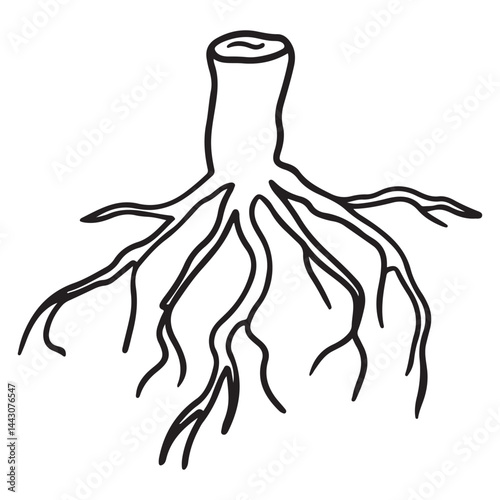 Minimalist Ginseng Root Vector Icon – Herbal Line Art Illustration