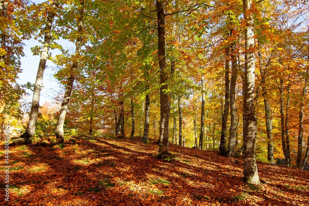 Obraz premium rural areas and landscapes. Autumn season and photos of trees and forests with yellowed leaves.