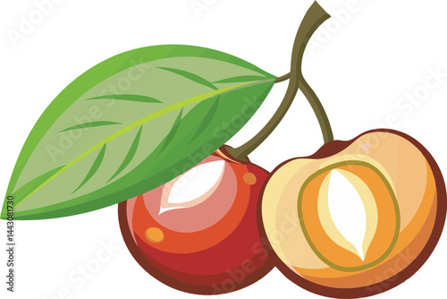 Colorful vector art illustration of Surinam cherry fruit, showcasing its vibrant red hues, unique ribbed shape, and tropical botanical appeal.