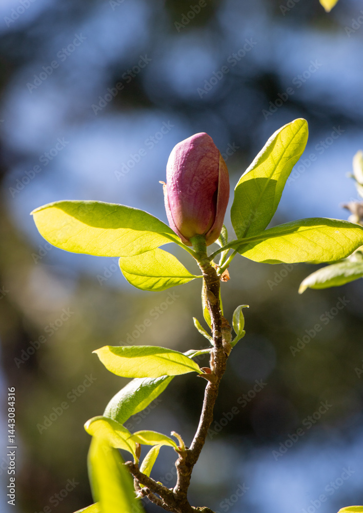 A flower with a brown tip is in the foreground of a green background A flower with a brown tip is in the foreground of a green background