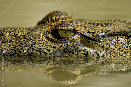 Close-Up of Crocodile Eye with Water Reflection