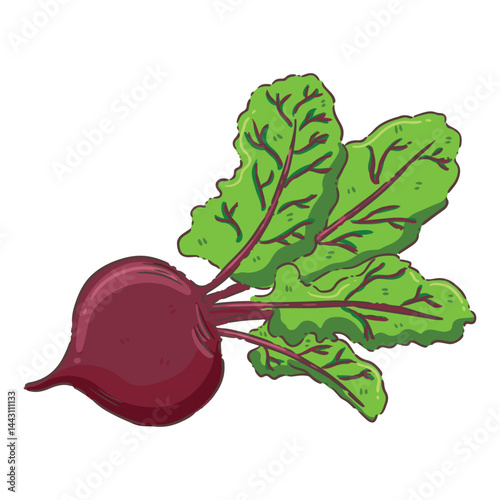 beetroot isolated on white