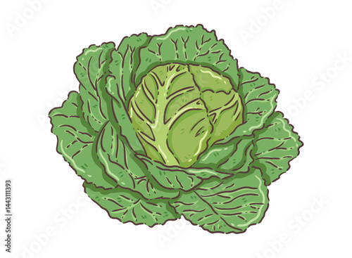cabbage isolated on white background