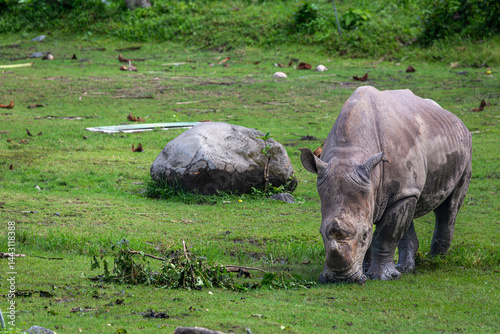 Sumatran Rhinoceros grazing on a safari, Image shows a lone Rhino grazing grass 