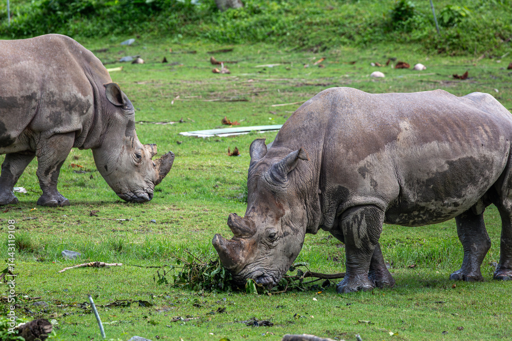Fototapeta premium Sumatran Rhinoceros grazing on a safari, Image shows a pair of Rhinos grazing grass 