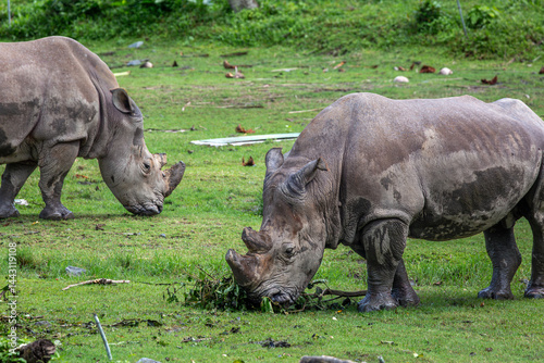 Canvas-taulu Sumatran Rhinoceros grazing on a safari, Image shows a pair of Rhinos grazing gr