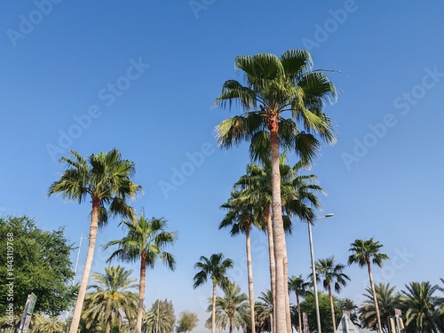 Washingtonia Palm Trees Top View, Palm Trees Full View With Their Leaves. Washingtonia Palm Arabic Washingtonia Or Mexican Fan Trees With Blue Sky Background. Washingtonia Robust Or Mexican Fan Palm.