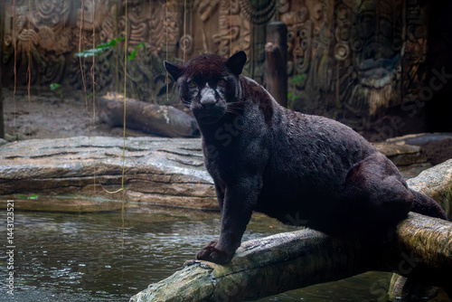 Photography Black panther resting on a fallen log over a water feature in a enclosure in Bal