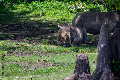 Sumatran Rhinoceros laying down resting in the shade and one rhino behind grazing in Bali