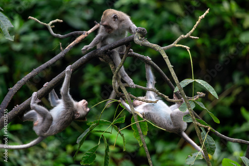Group of young monkeys playing, Balinese long tailed monkey or Macaca Fascicularis can be seen on a tree branch playing 