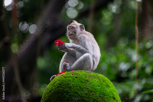 Photography Monkey with a rose, a Balinese long tailed monkey or Macaca Fascicularis can be