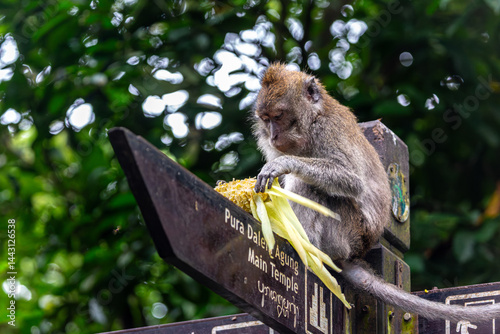 Photography Balinese long tailed monkey or Macaca Fascicularis can be seen sitting on a dire